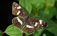 Map Butterfly (Araschnia levana)